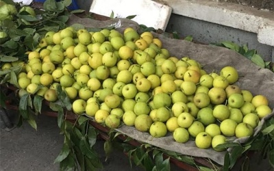 Quả lê lạ siêu ngọt dạt khắp vỉa hè Hà Nội