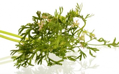 Ăn rau mùi chớ dại mà bỏ hoa!