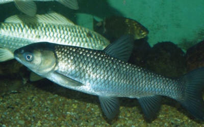 Có nên nuốt mật cá trắm để chữa bệnh?