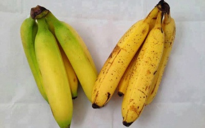 Nhận biết chuối chín cây và chuối chín ép bằng hóa chất
