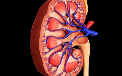 Dấu hiệu cho thấy thận của bạn đang gặp nguy
