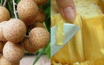 Tuyệt chiêu chọn nhãn, mít 'chuẩn không cần chỉnh' cho các bà nội trợ