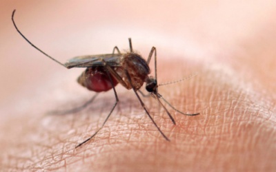 Ca dương tính với virus Zika đầu tiên ở Phú Yên