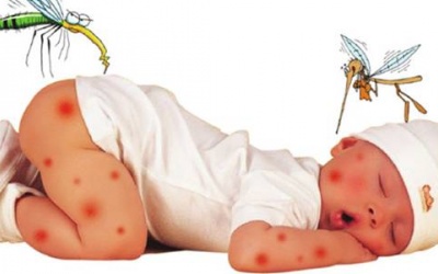 Lào Cai: Đã có 2 trường hợp tử vong do viêm não Nhật Bản