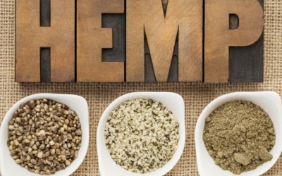 Hạt gai dầu tốt cho sức khỏe như thế nào?