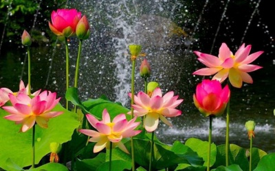 Tử vi ngày 6/8/2016 nói gì về bạn?