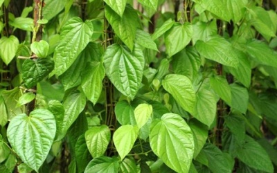 Ðau mắt đỏ có nên xông lá trầu?