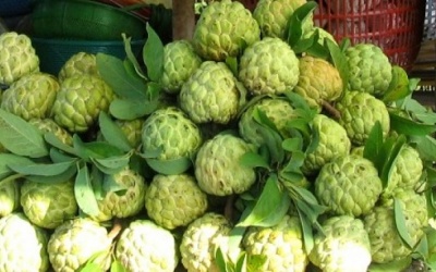 Lợi ích sức khỏe của quả na