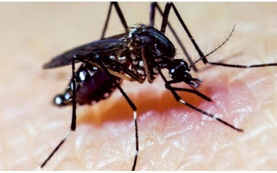 FDA cho phép dùng muỗi biến đổi gene để chống dịch Zika tại Mỹ