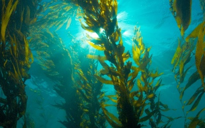 Việt Nam nghiên cứu thành công hoạt chất phòng ngừa và hỗ trợ điều trị ung thư