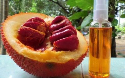 Sử dụng dầu gấc thời gian dài có nguy hiểm?