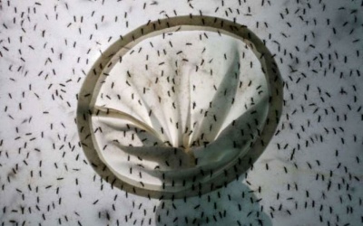 FDA ban bố tình trạng y tế khẩn cấp vì ZIka