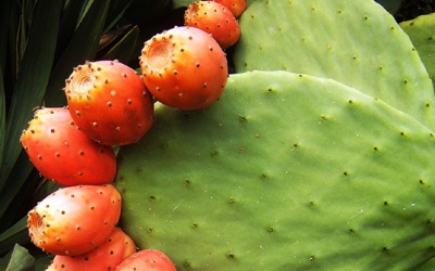 Nước ép xương rồng lê gai có tác dụng gì?