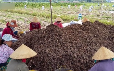 Ngôi làng từ xưa tới nay chưa có ai bị ung thư: Bí quyết là món khoai phổ biến ở VN