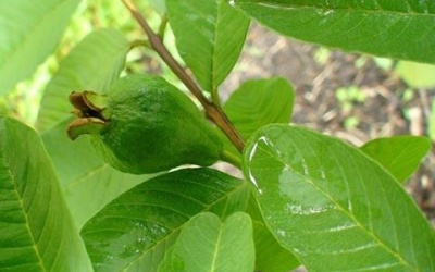 Lá ổi khử sạch mùi hôi miệng hiệu quả