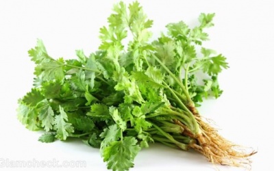 Rau mùi và 5 lợi ích sức khỏe