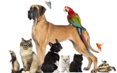 Nguy cơ mắc nhiều bệnh nguy hiểm từ các loài thú cưng