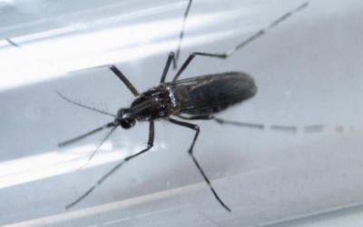 FDA khuyến cáo xét nghiệm virus Zika trong máu hiến tặng