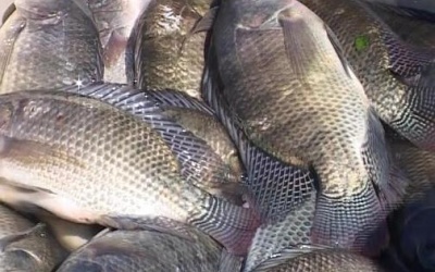 Thực hư chuyện cá rô phi nuôi bằng thuốc trừ sâu