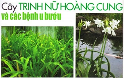 VAFF lên tiếng vụ “tố” chất lượng hơn 80 sản phẩm chứa Trinh nữ hoàng cung