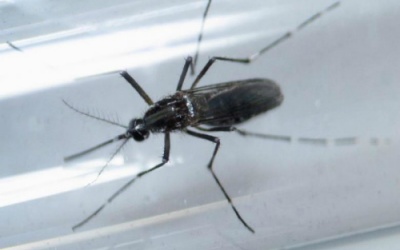 Thai phụ Malaysia đầu tiên nhiễm virus Zika