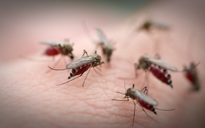 Dấu hiệu bạn đã bị nhiễm virus Chikungunya