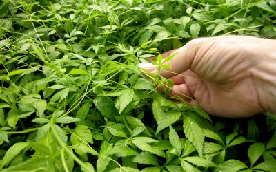 Giảo cổ lam – thảo dược quý giúp tăng cường tuổi thọ