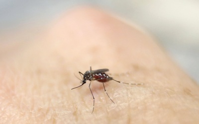Nhật Bản: Phát hiện bệnh nhân nhiễm Zika đến từ Việt Nam