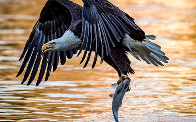 Ấn tượng thiên nhiên kỳ vĩ qua ảnh dự thi của National Geographic 2016