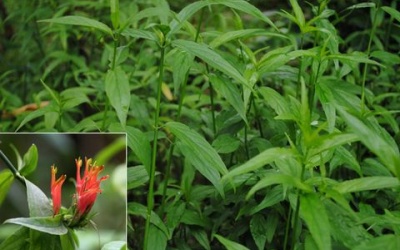 Cây xương khỉ có chữa khỏi bệnh ung thư phổi?