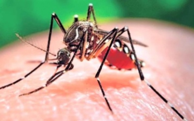 Công dân Đài Loan nhiễm Zika sau khi dự đám cưới tại Việt Nam