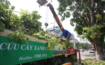 Hà Nội 'chia tay' hàng cây xanh bên hồ Thủ Lệ