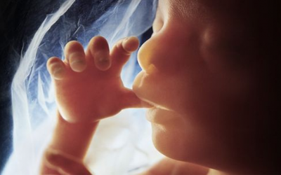 Sự phát triển kỳ diệu của 1 em bé từ khi hình thành đến lúc chào đời