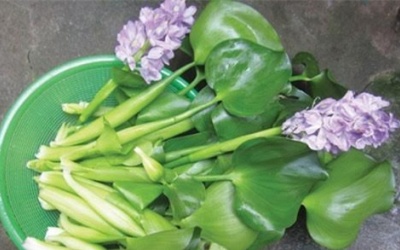 Hà thành ăn lạ: Bèo tây thành đặc sản