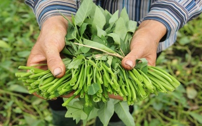 Phân biệt rau muống sạch - rau muống bẩn