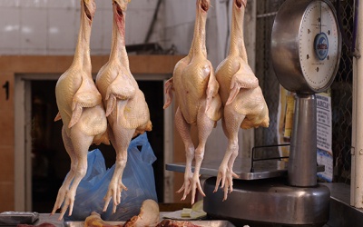 Thịt gà đầy siêu vi khuẩn MRSA - làm sao để tránh?