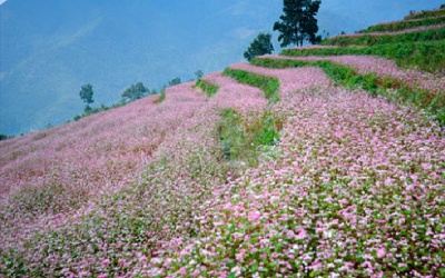 Tháng 10 - mùa săn lúa chín và hoa dã quỳ