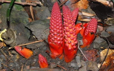 Bị gout biến chứng sang suy thận có nên dùng nấm ngọc cẩu không?