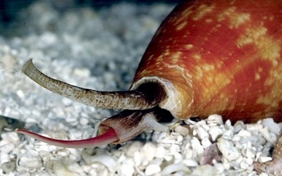 Nọc ốc biển có thể hữu ích cho việc điều trị đái tháo đường