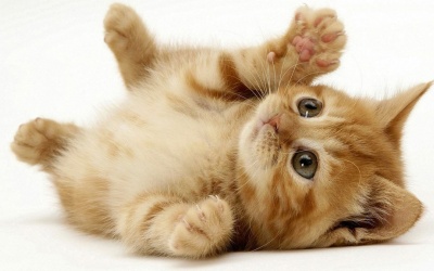 Chào đón ngày 4/10/2016 với tử vi 12 cung hoàng đạo