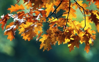 Thứ bảy (8/10/2016) có gì đặc biệt với 12 cung hoàng đạo?