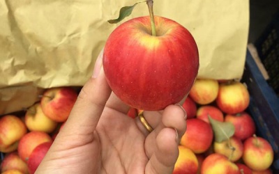 Ngon mắt, sướng mồm: 5 loại quả đích thị hàng Tàu vẫn mua