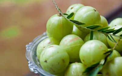 Công dụng chữa bệnh của loại quả rừng đặc sản Lạng Sơn