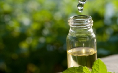 Vì sao nhà nào cũng cần có một chai tinh dầu tràm trong mùa Đông?