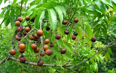 Bồ hòn kháng nấm,  trị bệnh ngoài da