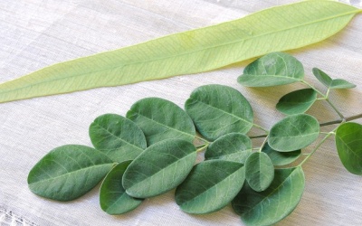 Lá chùm ngây – biện pháp tự nhiên điều trị sưng, đau cơ bắp