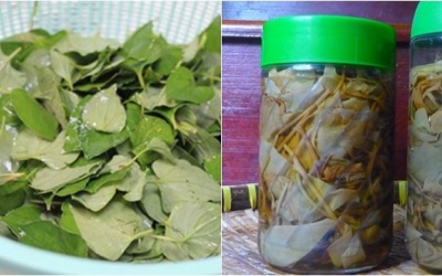 Học cách làm diếp cá ngâm rượu đẹp da trị mụn