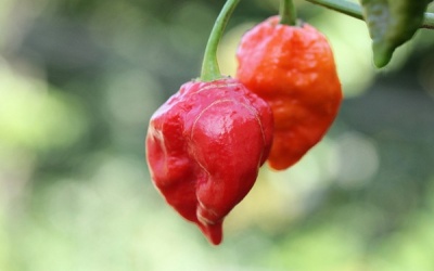 Thủng cổ họng vì ăn một trong những loại ớt cay nhất thế giới