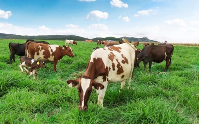 Sắp có Trang trại bò sữa Organic đầu tiên ở Việt Nam