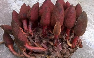 Săn lùng nấm viagra cực tốt cho lứa đôi